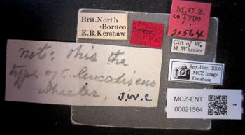 Media type: image;   Entomology 21564 Aspect: labels
